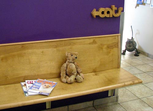 A-Rod, a 1903 Steiff teddy bear, sits in the waiting room in Dr. Hal Blumenthal’s veterinary offices, as a cat curiously peers around the corner at the unusual patient.