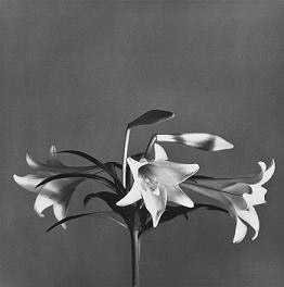 Robert Mapplethorpe's Easter Lilies, 1979 gelatin silver print. Courtesy Bloomsbury Auctions.