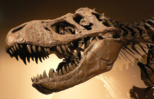 Tyrannosaurus rex, from Palais de la Decouverte, Paris. Image courtesy Wikimedia Commons.