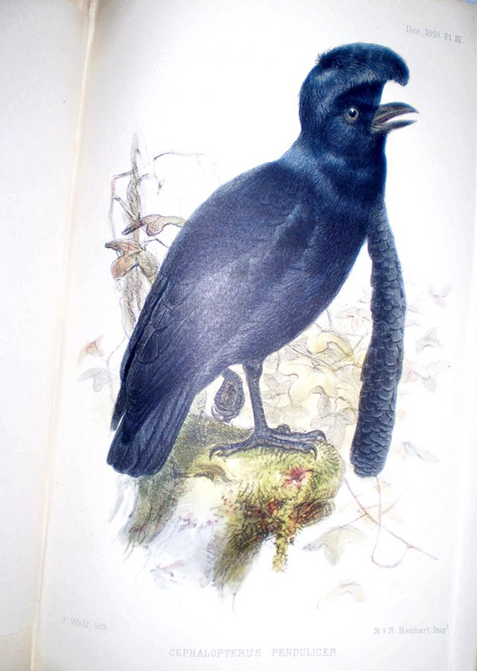 Every issue of ‘The Ibis, A Magazine of General Ornithology,' contains about a dozen hand-colored lithographs of newly discovered and exotic birds. A complete run of the British publication, 109 volumes, has a $20,000-$25,000 estimate. Image courtesy Written Word Autographs.