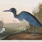 John James Audubon's 'Blue Crane, or Heron' sold for a record $82,250. Image courtesy Neal Auction Co.