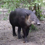 2005 photograph taken in Belize of indigenous Baird's tapir. Image courtesy Get It, Wikimedia Commons.