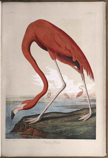 This beautiful creature represents one of 140 chromolithograph prints included in the nearly complete Bien Edition of John James Audubon’s ‘The Birds of America.’ The set soared past its $200,000 high estimate to sell for $271,999. Image courtesy of Neal Auction Co.
