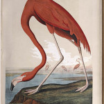 John James Audubon recorded seeing a flock of flamingos for the first time along the coast of southeast Florida on May 7, 1832. He pictured a male flamingo in his book ‘The Birds of America.’ The chromolithograph print based on Audubon’s original drawings was also included in the 1860 Bien Edition of ‘The Birds of America.’ Neal Auction Co., New Orleans, recently sold a nearly complete Bien Edition for $271,999. Image courtesy Neal Auction Co.