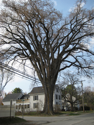 Herbie, acclaimed as New England’s oldest and tallest elm tree, stands at the corner of East Main Street and Yankee Drive in Yarmouth, Maine. This photo was taken before its spread was reduced in 2008. Image courtesy of Wikimedia Commons.
