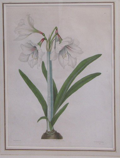 A pair of Mrs. Edward Bury amaryllis color engravings date to the early 1830s. The 32 1/2- by 24-inch prints are in matching gold leaf frames with hand-painted French mats. The estimate is $300-$600. Image courtesy of Concept Art Gallery.