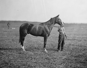 Gen. Meade’s horse Baldy was photographed at Culpeper, Va., in October 1863, while recovering from a bullet wound to the stomach suffered at the Battle of Gettysburg. Meade named the horse Baldy because of its white face. Image courtesy Wikimedia Commons.