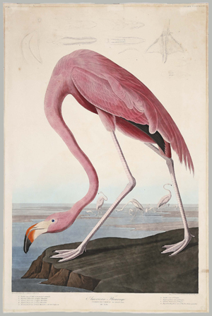 ‘American Flamingo,’ a hand-colored engraving from the Havell Edition of ‘Birds of America’ is 38 1/8 inches by 25 3/8 inches. It has a $40,000-$60,000 estimate. Image courtesy Neal Auction Co.