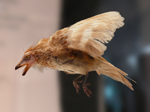 A reconstruction of the iberomesornis (of the extinct Enanthiornithes family) housed in the Museo Nacional de Ciencias Naturales in Madrid, 2007 photo by José-Manuel Benito Álvarez.