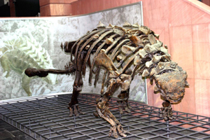 Skeleton of a Euoplocephalus, of the Ankylosauridae family, displayed in the Senckenberg Museum, Frankfurt. Sept. 2006 photo by Wilfried Berns, Creative Commons Attribution - Share Alike 3.0 Unported License.