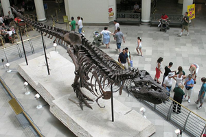 Sue, the largest and most complete T. rex ever discovered, on display at Chicago’s Field Museum of Natural History. Photo taken by Shoffman 11 from second floor of the museum on July 11, 2005. Image courtesy of the photographer and Wikipedia.