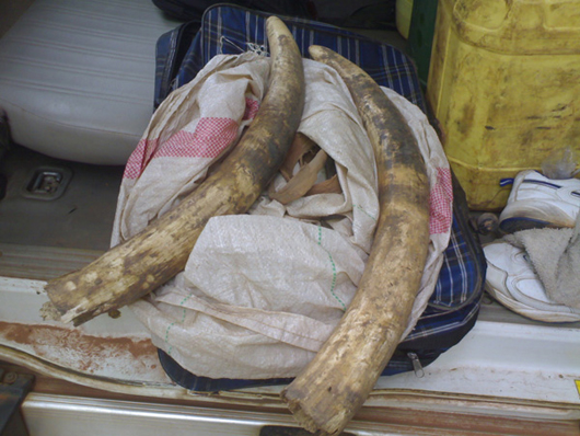 Ivory seized during Operation Mogatle. Image courtesy INTERPOL.