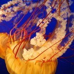 Jellyfish (Chrysaora fuscescens) are among the marine invertebrates found in the Gulf of Mexico. Photo taken Oct. 6, 2008 by Anastasia Shesterinina. Creative Commons Attibution-Share Alike 3.0 Unported License.