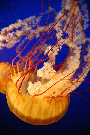 Jellyfish (Chrysaora fuscescens) are among the marine invertebrates found in the Gulf of Mexico. Photo taken Oct. 6, 2008 by Anastasia Shesterinina. Creative Commons Attibution-Share Alike 3.0 Unported License.