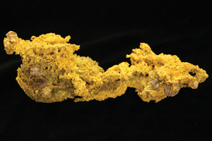 The Siskiyou Dragon granular crystalline gold specimen weighs 25.26 troy ounces and measures 7½ inches long by 2¼ inches high by 2¼ inches wide. To be auctioned Sept. 12 by Clars, with a $100,000-$150,000 estimate. Clars Auction Gallery image.