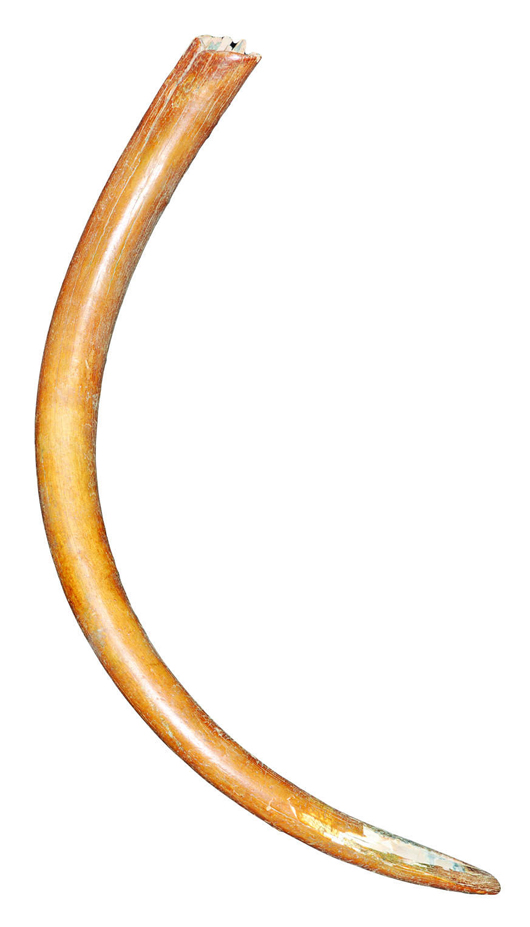 Juvenile woolly mammoth’s tusk, circa 30,000 BC, nearly 4 feet long. TimeLine Auctions image.