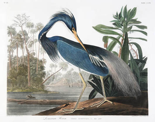 John James Audubon (American, 1785-1851), ‘Louisiana Heron,’ Plate CCXVII, #217, from ‘Birds of America,’ hand-colored aquatint engraving, Havell edition, elephant folio paper watermarked ‘J. Whatman / Turkey Mill / 1834,’ sheet size 26 1/2 inches by 38 1/2 inches, est. $80,000-$120,000. Image courtesy of Neal Auction Co.