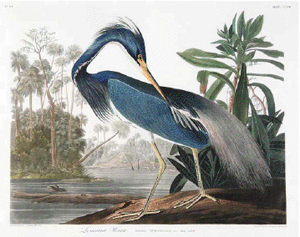Audubon’s ‘Louisiana Heron,’ Plate CCXVII, #217, from ‘Birds of America,’ hand-colored aquatint engraving, Havell Edition, sold for $137,425, almost $40,000 more than the former record price of $89,625 established by Christie’s in 2004. Image courtesy of Neal Auction Co.