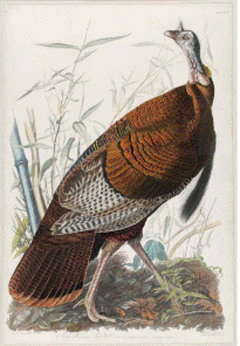 Also setting a world record was Audubon’s ‘Great American Cock Male, Wild Turkey,’ Plate I, #1, from ‘Birds of America’ Havell Edition. The hand-colored aquatint, engraving sold within estimate at $131,450. Image courtesy of Neal Auction Co.