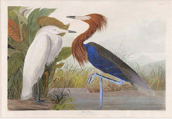 Selling less than $6,000 shy of a world record price was Audubon’s ‘Purple Heron,’ Plate CCLVI, #256, from ‘Birds of America’ Havel Edition. The hand-colored aquatint engraving 25 1/4 inches by 37 1/4 inches, sold for $83,650. Image courtesy of Neal Auction Co.