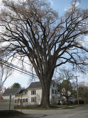 Yarmouth, Maine, residents fondly called their 200-year-old elm tree Herbie. Dutch elm disease claimed the giant last winter. Image courtesy Wikimedia Commons.