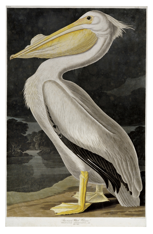 Audubon, John James (1785-1851), American White Pelican, plate CCCXI from ‘Birds of America,’ engraved, printed, and hand-colored by Robert Havell, circa 1836. Estimate $50,000-75,000. Image courtesy of Skinner Inc.