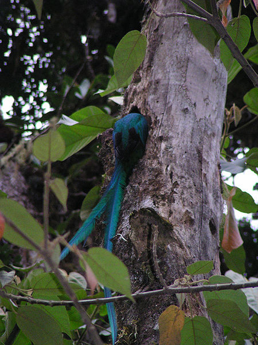 Resplendent Quetzal entering its next, Costa Rica. March 25, 2003 photo by Dennis from Bethany, USA. Licensed under Creative Commons Attribution 2.0 Generic license.