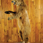 Alaskan brown bear trophy taken on Kodiak Island. Estimate: $4,000-$7,000. Image courtesy of Pook & Pook Inc.