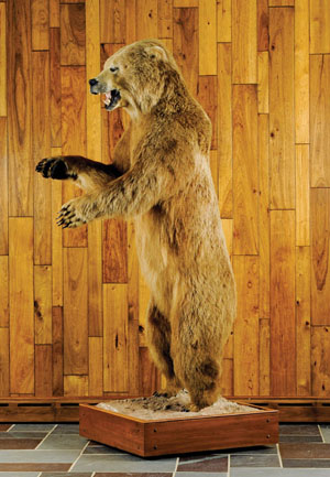 Alaskan brown bear trophy taken on Kodiak Island. Estimate: $4,000-$7,000. Image courtesy of Pook & Pook Inc.