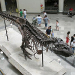 Known as "Sue," the largest and most complete Tyrannosaurs rex ever discovered, is on display at Chicago’s Field Museum of Natural History. Photo taken by Shoffman 11 from second floor of the museum on July 11, 2005. Image courtesy of the photographer and Wikipedia.