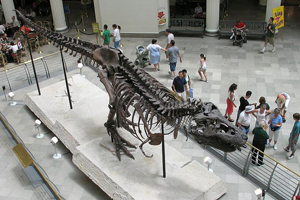 Known as "Sue," the largest and most complete Tyrannosaurs rex ever discovered, is on display at Chicago’s Field Museum of Natural History. Photo taken by Shoffman 11 from second floor of the museum on July 11, 2005. Image courtesy of the photographer and Wikipedia.