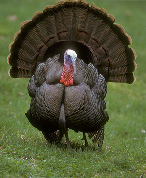 The Eastern wild turkey species was encountered in its natural habitat by the Puritans, founders of Jamestown; and the Acadians. Its range across North America is the largest of all wild turkey subspecies. Photo by Riki7, courtesy of Wikipedia.org.