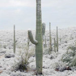 Saguaro cacti dot the landscape around Tucson. Copyrighted photo by Jeff Dean, taken Jan. 22, 2008.
