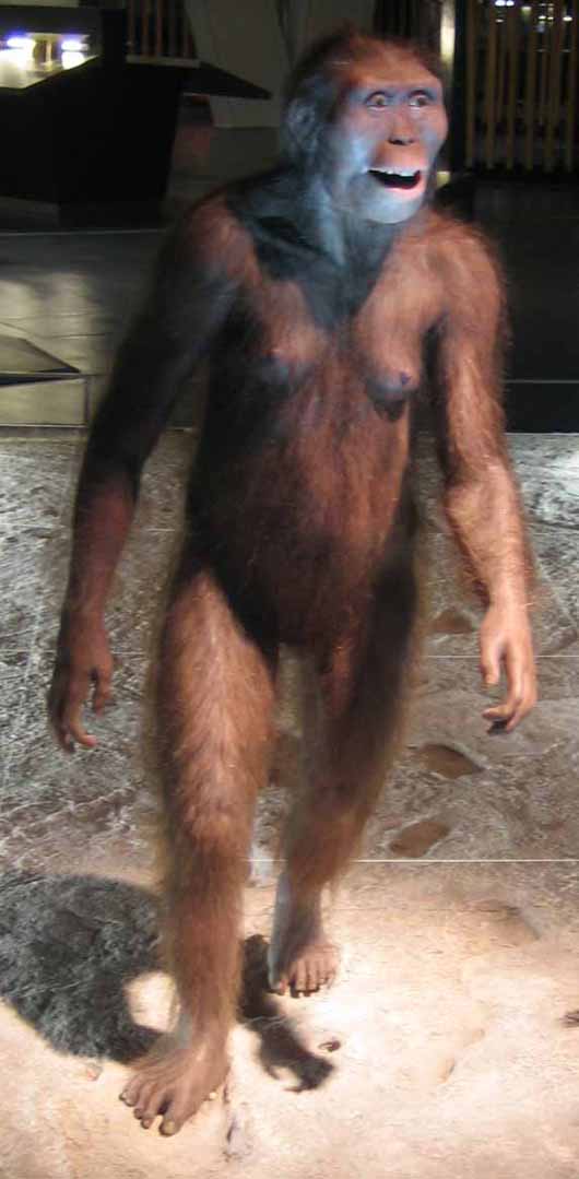 Reconstruction of a female Australopithecus afarensis.