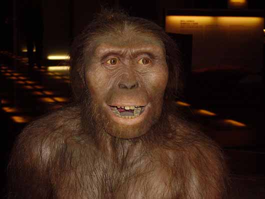 Reconstruction of Australopithecus afarensis at Cosmocaixa, Barcelona, Spain. Licensed under the Creative Commons Attribution-Share Alike 3.0 Unported License.