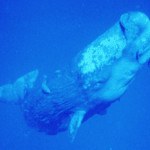 Photo of a young sperm whale. Sperm whales have a low birth rate and are classified as an "endangered" species. U.S. National Oceanic and Atmospheric Administration photo.