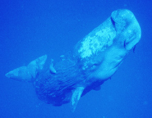 Photo of a young sperm whale. Sperm whales have a low birth rate and are classified as an "endangered" species. U.S. National Oceanic and Atmospheric Administration photo.