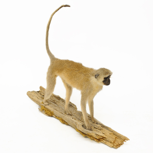Vervet monkey, Zimbabwe. Estimate: $300-$500. Image courtesy of Morton Kuehnert Auctioneers and Appraisers.