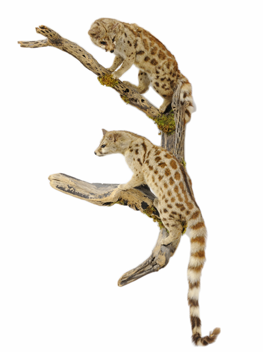 Pair of genet cats, Zimbabwe. Estimate: $400-$600. Image courtesy of Morton Kuehnert Auctioneers and Appraisers.