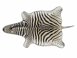 Full zebra hide rug, South Africa. Estimate $800-$1,200. Image courtesy of Morton Kuehnert Auctioneers and Appraisers.