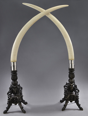 Pair of monumental elephant tusks, raised on silver mounted carved ebony stands. Tusks are 72 inches and 74.5 inches long, overall height is 92 inches and 89.5 inches. Price realized: $122,500. Image courtesy of Dallas Aucton Gallery.