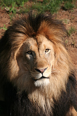 A government shutdown could cause the closure of the Smithsonian Institution and Smithsonian National Zoological Park, commonly known as the National Zoo, but its animal residents, including this male lion needn't worry. Caretakers will continue their work as usual. Image by 350z33, licensed through Creative Commons Attribution-Share Alike 3.0 Unported license.