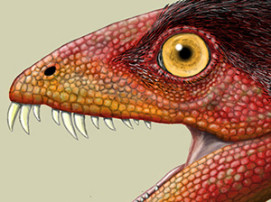 Artist's rendering of face of Daemonosaurus chauliodus. Illustration: Jeffrey Martz. Courtesy The Smithsonian.