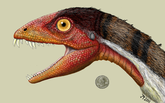 This rendering of Daemonosaurus chauliodus shows its size relative to an American quarter. The species name chauliodus is derived from the Greek word for “buck-toothed” and refers to the species’ big slanted front teeth. Illustration: Jeffrey Martz. Courtesy The Smithsonian.