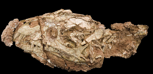 The skull of Daemonosaurus chauliodus is narrow and relatively deep, measuring 5.5 inches long from the tip of its snout to the back of the skull and has proportionately large eye sockets. The upper jaw has large, forward-slanted front teeth. Photo: Carnegie Museum of Natural History.