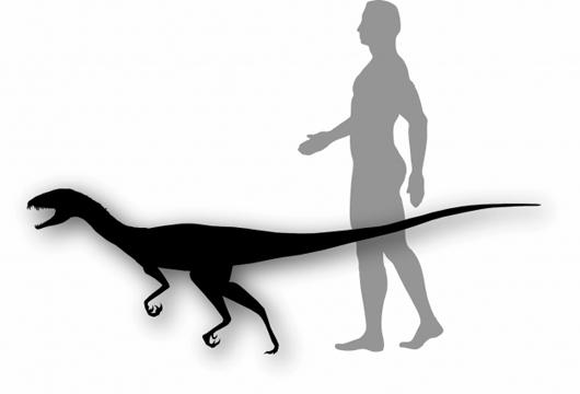 Daemonosaurus chauliodus, the new species of dinosaur discovered at Ghost Ranch, N.M., is estimated to have been similar in size to a tall dog. Image: Smithsonian Institution.