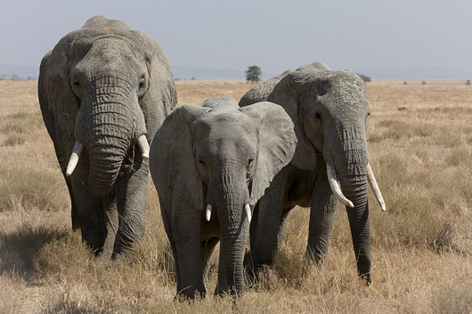  Three African bush elephants in the Serengeti. African elephants date back to the Pliocene Epoch of 5.332 million to 2.588 million years ago. Photo by ikiwaner, taken July 29, 2010. Photo permission obtained through GNU Free Documentation License, Version 1.2.