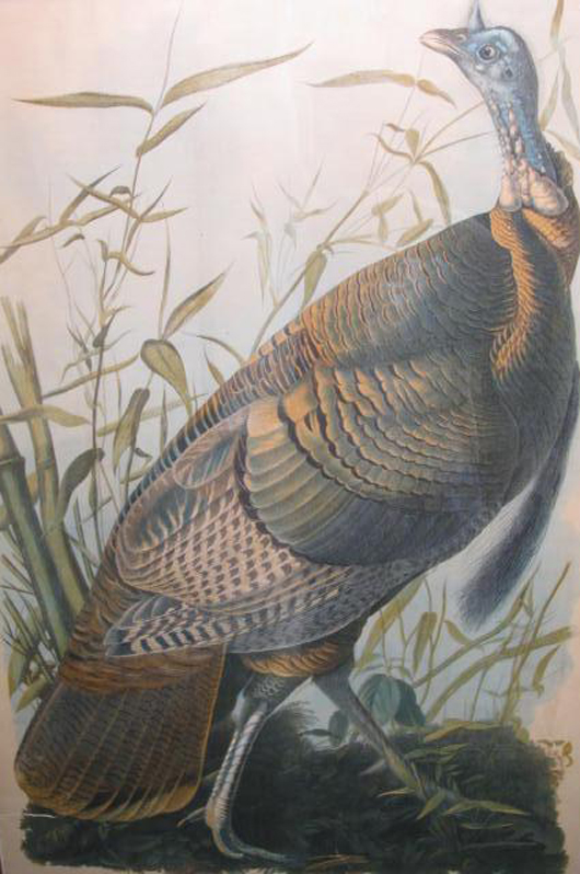 Framed Audubon chromolithograph ‘Wild Turkey,’ marked ‘ …  J. Bien, New York 1858,