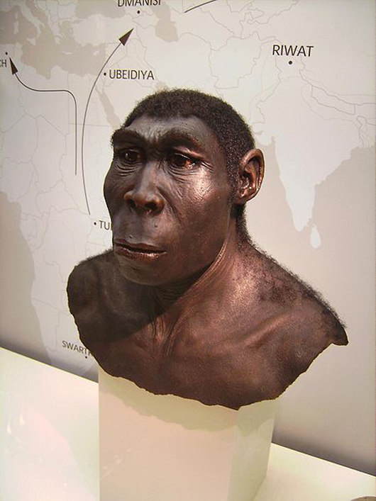 Scientific reconstruction of a Homo erectus on display at the Westfälisches Museum für Archäologie, Herne, Germany. 2007 photo by Lillyundfreya.
