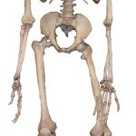 Articulated human skeleton, as used in study of physiology. Image licensed under the Creative Commons Attribution-Share Alike 3.0 Unported license.